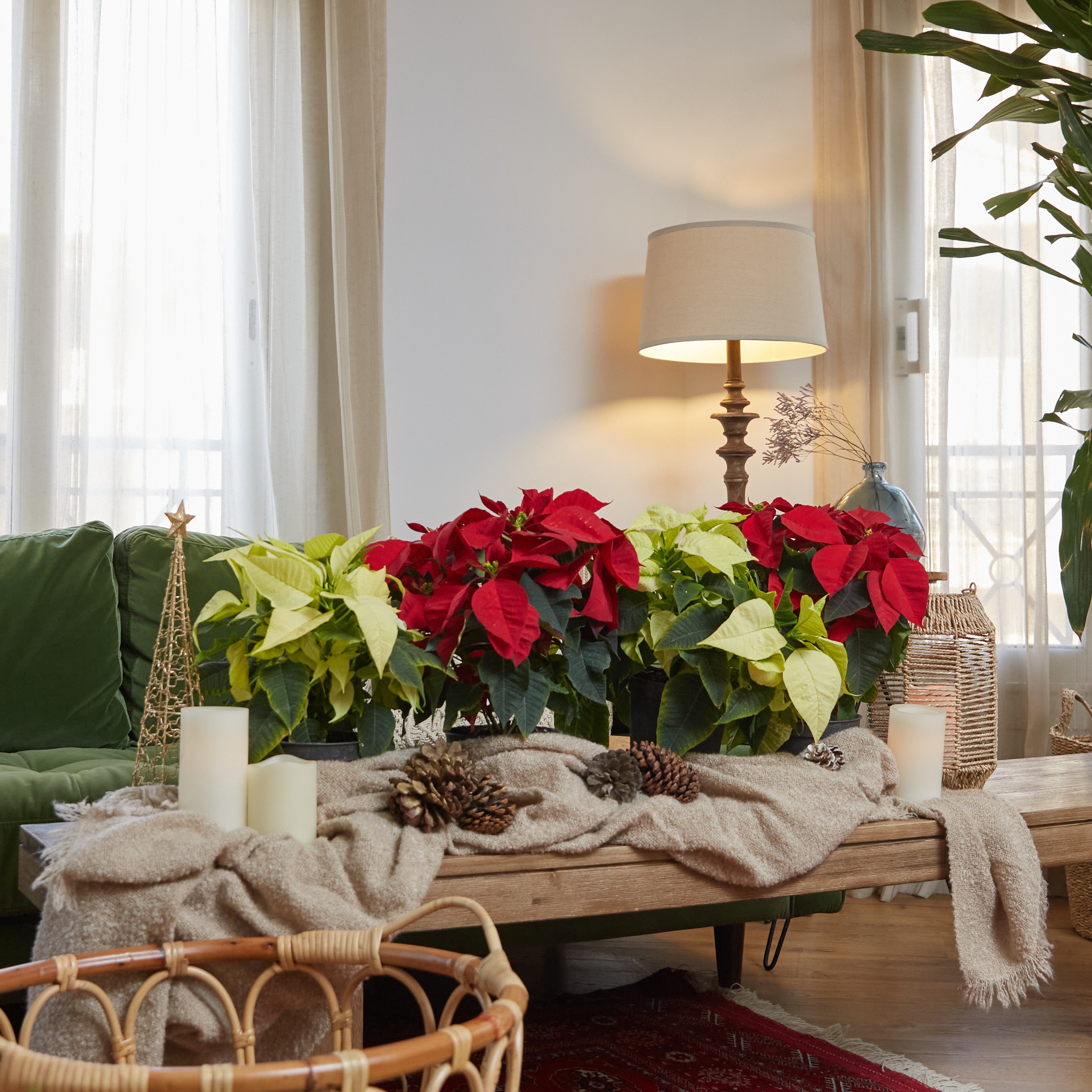 how-to-care-for-poinsettias-the-christmas-flower-planterior-shop