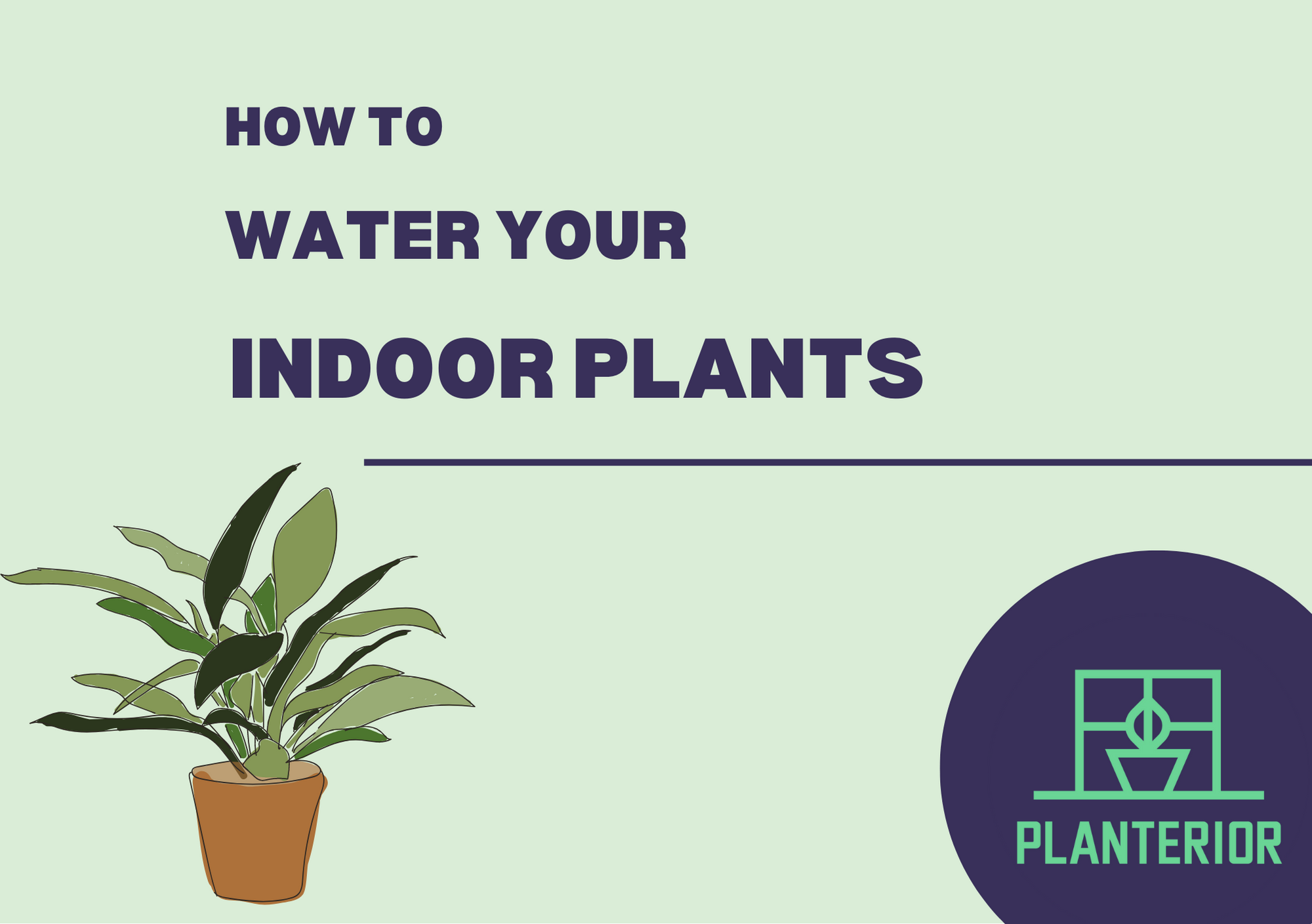 how-to-water-your-indoor-plants-planterior-shop