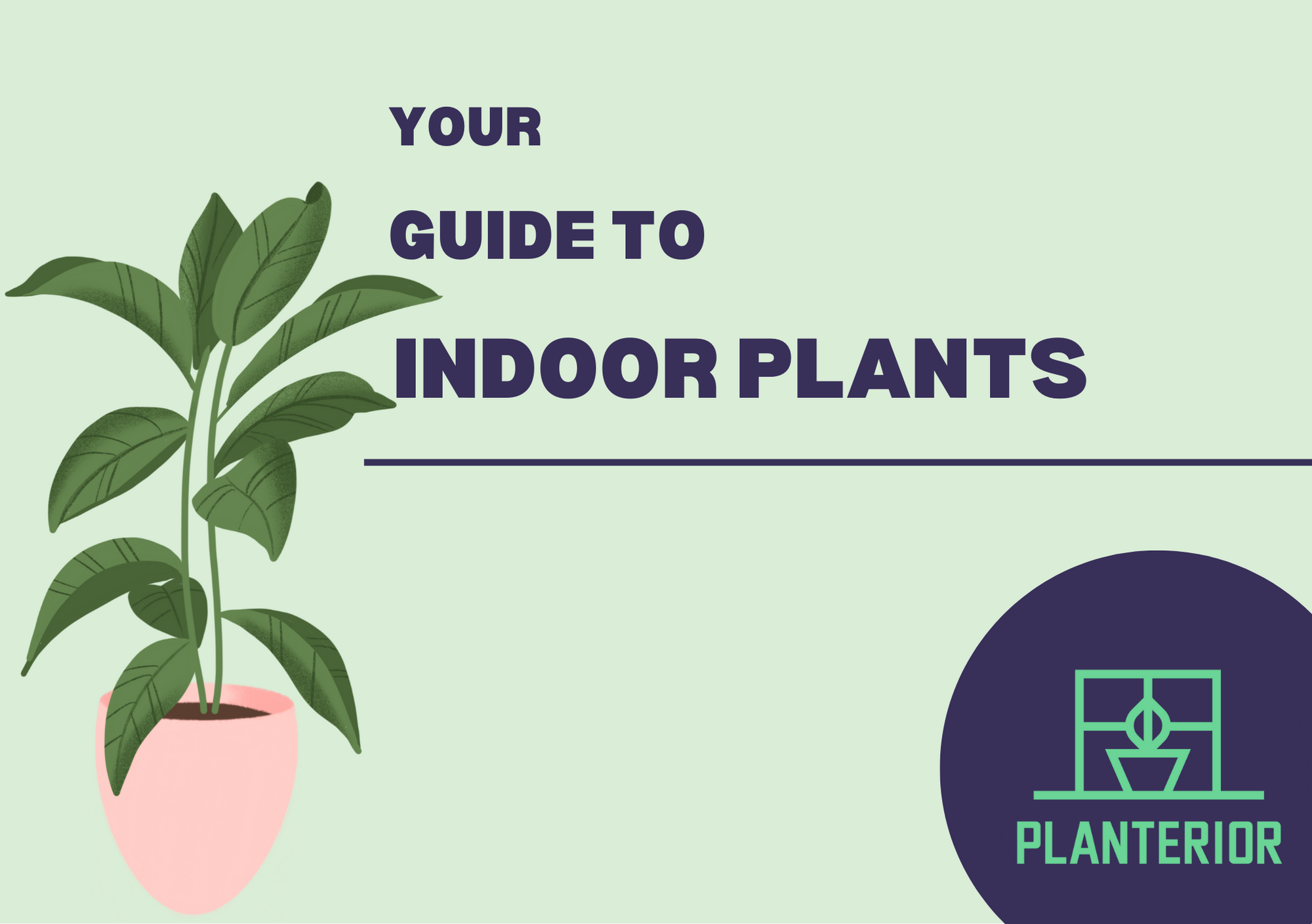 Your Guide to Indoor Plants – Planterior Shop