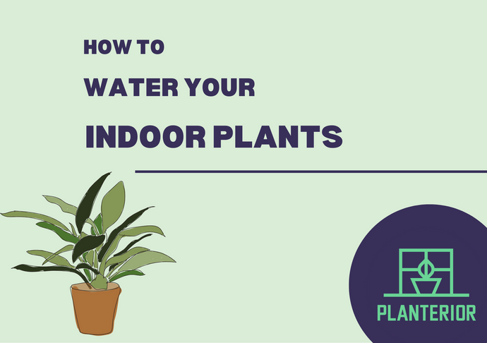 How To Water Your Indoor Plants