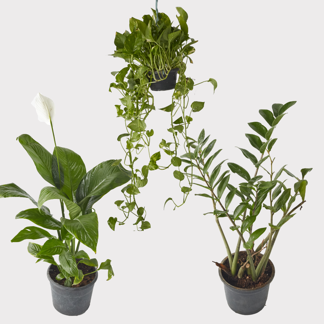 Low Maintenance Plants For Beginners Hard To Kill Planterior Shop Low Maintenance Plants For Beginners Hard To Kill Planterior Shop
