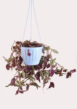 Load image into Gallery viewer, InchPlant (Tradescantia Zebrina) 30 cm - Planterior Shop
