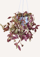 Load image into Gallery viewer, InchPlant (Tradescantia Zebrina) 30 cm - Planterior Shop
