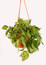 Load image into Gallery viewer, Heartleaf Philodendron Colored 25 cm - Planterior Shop
