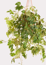 Load image into Gallery viewer, Grape Ivy 30 cm - Planterior Shop
