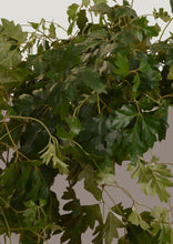 Load image into Gallery viewer, Grape Ivy 30 cm - Planterior Shop
