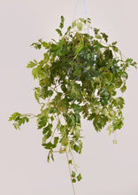 Load image into Gallery viewer, Grape Ivy 30 cm - Planterior Shop
