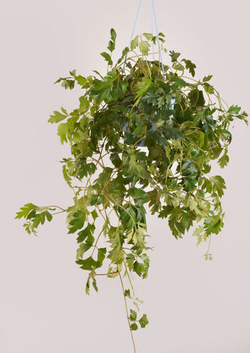 Grape Ivy 30 cm - Planterior Shop