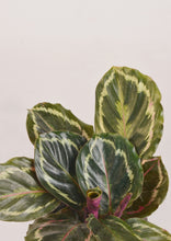 Load image into Gallery viewer, Calathea Peacock (Makoyana) - Planterior Shop
