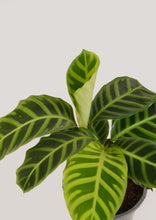 Load image into Gallery viewer, Calathea Zebra (Zebrina) 20 cm - Planterior Shop
