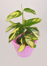 Load image into Gallery viewer, Calathea White Tiger 27 cm - Planterior Shop
