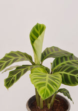 Load image into Gallery viewer, Calathea Zebra (Zebrina) 20 cm - Planterior Shop
