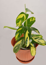 Load image into Gallery viewer, Calathea White Tiger 27 cm - Planterior Shop
