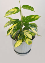 Load image into Gallery viewer, Calathea White Tiger 27 cm - Planterior Shop
