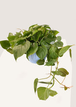 Load image into Gallery viewer, Heartleaf Philodendron Green 30 cm - Planterior Shop
