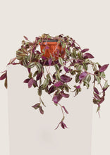 Load image into Gallery viewer, InchPlant (Tradescantia Zebrina) 30 cm - Planterior Shop
