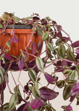 Load image into Gallery viewer, InchPlant (Tradescantia Zebrina) 30 cm - Planterior Shop
