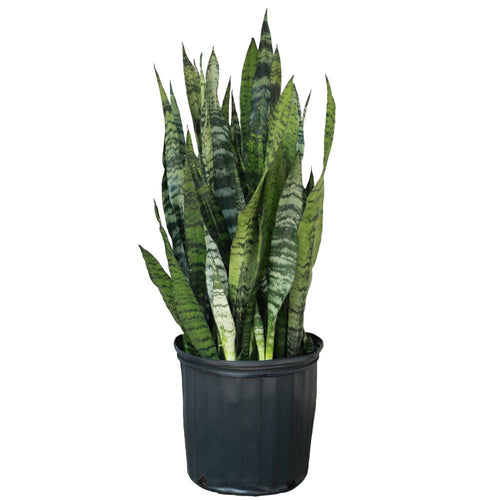 Snake Plant (Dracaena Trifasciata) - Planterior Shop