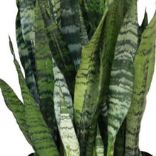 Load image into Gallery viewer, Snake Plant
