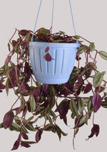 Load image into Gallery viewer, InchPlant (Tradescantia Zebrina) 30 cm - Planterior Shop
