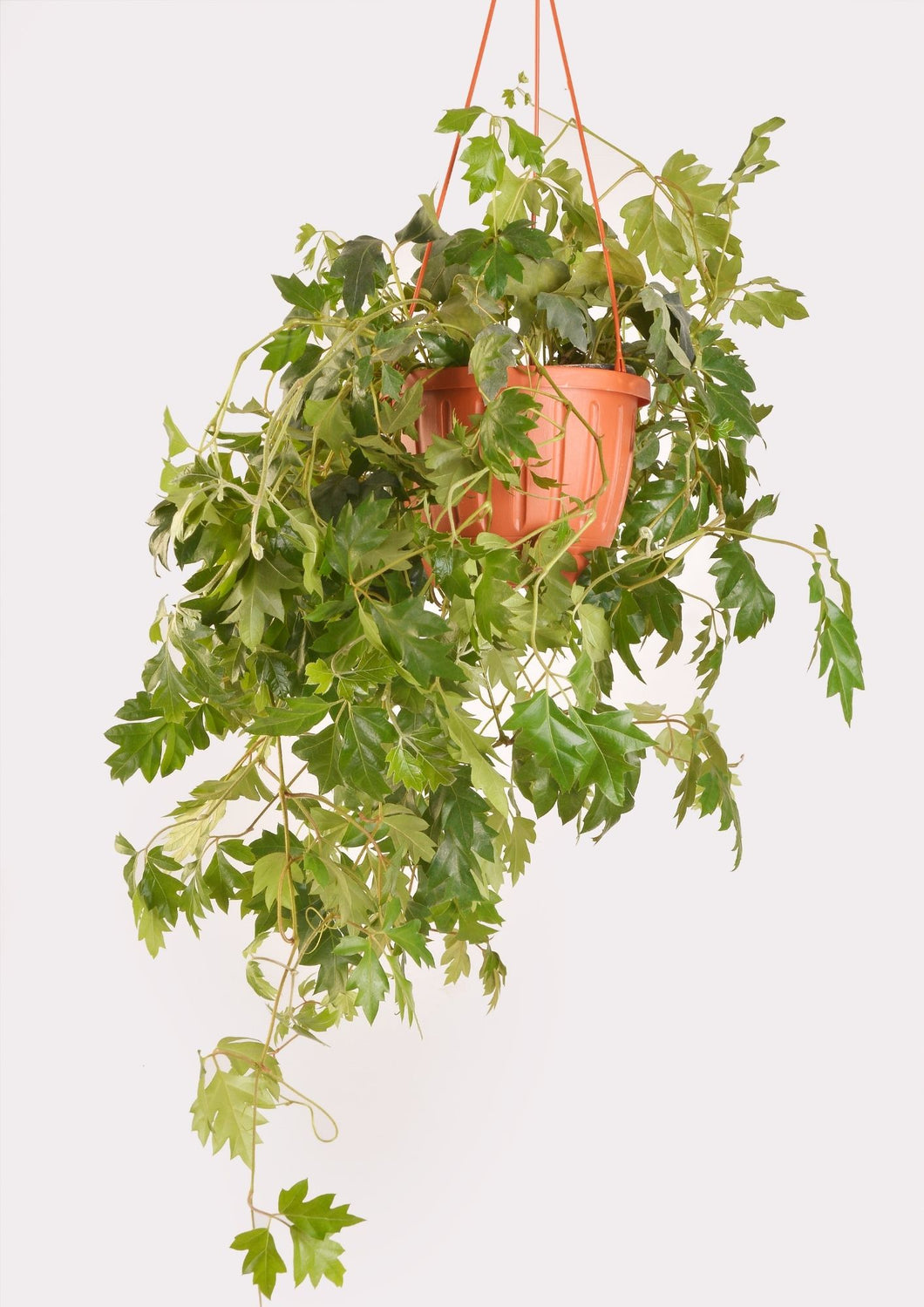 Grape Ivy 30 cm - Planterior Shop