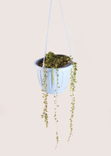 Load image into Gallery viewer, String of Pearls (Senecio Rowleyanus) 20cm - Planterior Shop
