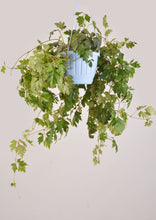 Load image into Gallery viewer, Grape Ivy 30 cm - Planterior Shop
