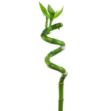 Load image into Gallery viewer, Lucky Bamboo 70 cm - Planterior Shop
