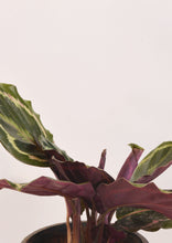 Load image into Gallery viewer, Calathea Peacock (Makoyana) - Planterior Shop
