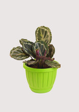 Load image into Gallery viewer, Calathea Peacock (Makoyana) - Planterior Shop
