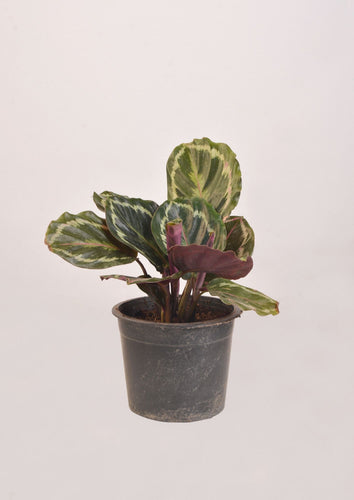 Calathea Peacock (Makoyana) - Planterior Shop