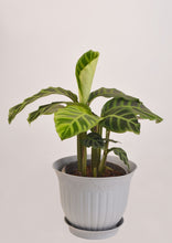 Load image into Gallery viewer, Calathea Zebra (Zebrina) 20 cm - Planterior Shop
