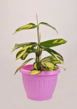 Load image into Gallery viewer, Calathea White Tiger 27 cm - Planterior Shop
