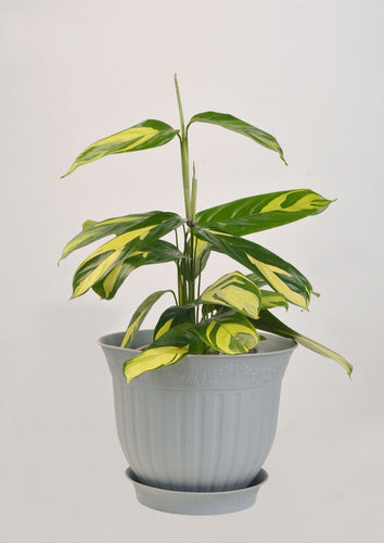 Calathea White Tiger 27 cm - Planterior Shop