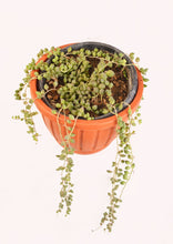 Load image into Gallery viewer, String of Pearls (Senecio Rowleyanus) 20cm - Planterior Shop
