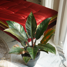 Load image into Gallery viewer, Philodendron Imperial Red 40 cm - Planterior Shop
