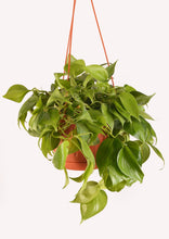 Load image into Gallery viewer, Heartleaf Philodendron Colored 25 cm - Planterior Shop
