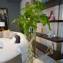 Load image into Gallery viewer, Pachira Money tree up to 120 cm - Planterior Shop
