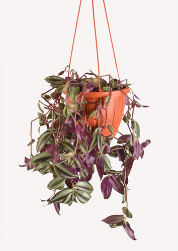 InchPlant (Tradescantia Zebrina) 30 cm - Planterior Shop