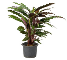 Load image into Gallery viewer, Calathea Rufibarba ‘Wavestar’ 30 cm - Planterior Shop
