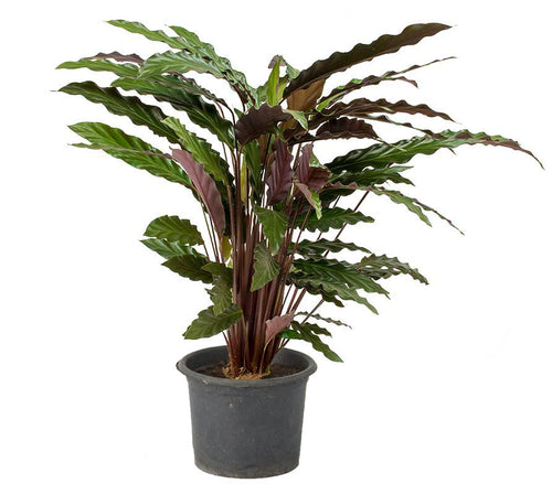 Calathea Rufibarba ‘Wavestar’ 30 cm - Planterior Shop