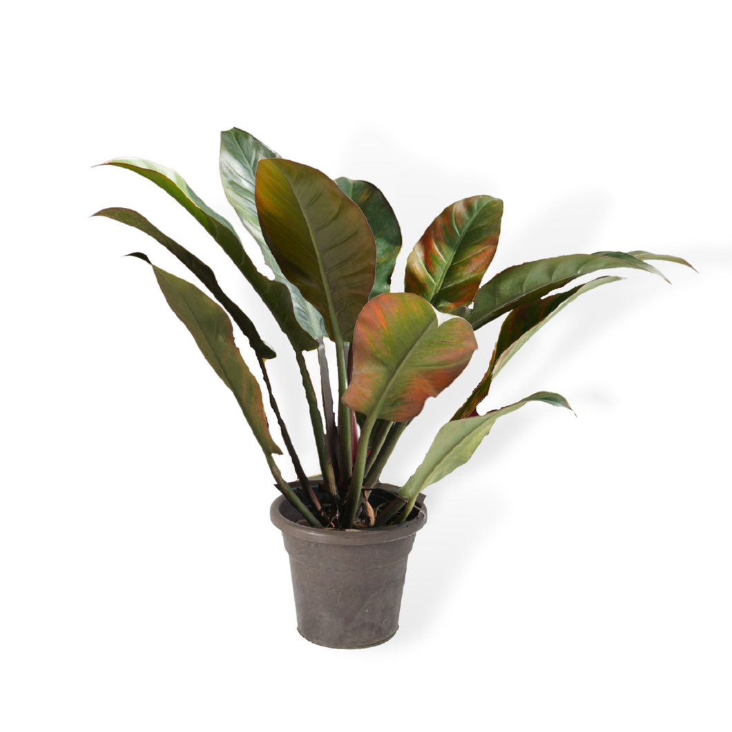 Philodendron Imperial Red 40 cm - Planterior Shop