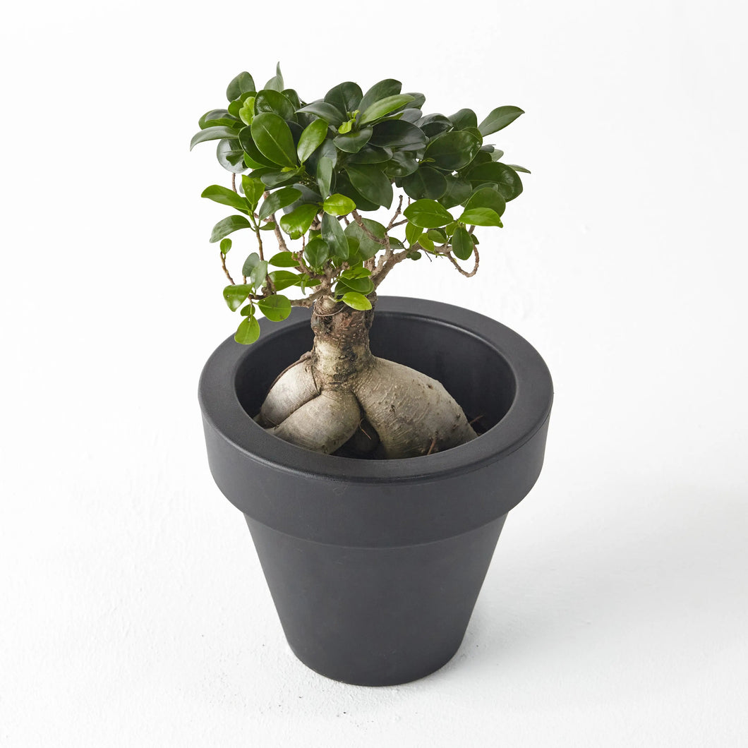 Ficus Bonsai (Japanese) 20 cm - Planterior Shop