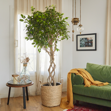 Load image into Gallery viewer, Ficus Benjamina Tower (Special Breeding) up to 150 cm - Planterior Shop
