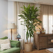 Load image into Gallery viewer, Dracaena Massangeana up to 150 cm - Planterior Shop
