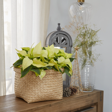 Load image into Gallery viewer, Poinsettia (Christmas Flower) min. 5 Flowers - Planterior Shop
