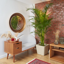 Load image into Gallery viewer, Areca Palm up to 150 cm - Planterior Shop
