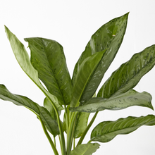 Load image into Gallery viewer, Aglaonema Freeman 40 cm - Planterior Shop
