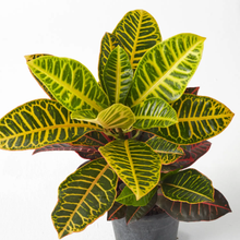 Load image into Gallery viewer, Croton Petra 25 cm - Planterior Shop
