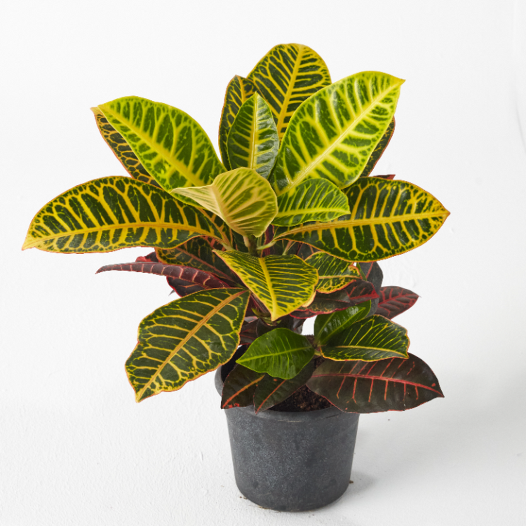 Croton Petra 25 cm - Planterior Shop